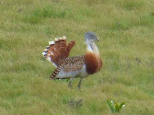 Great Bustard 2 - Otis tarda © John Muddeman